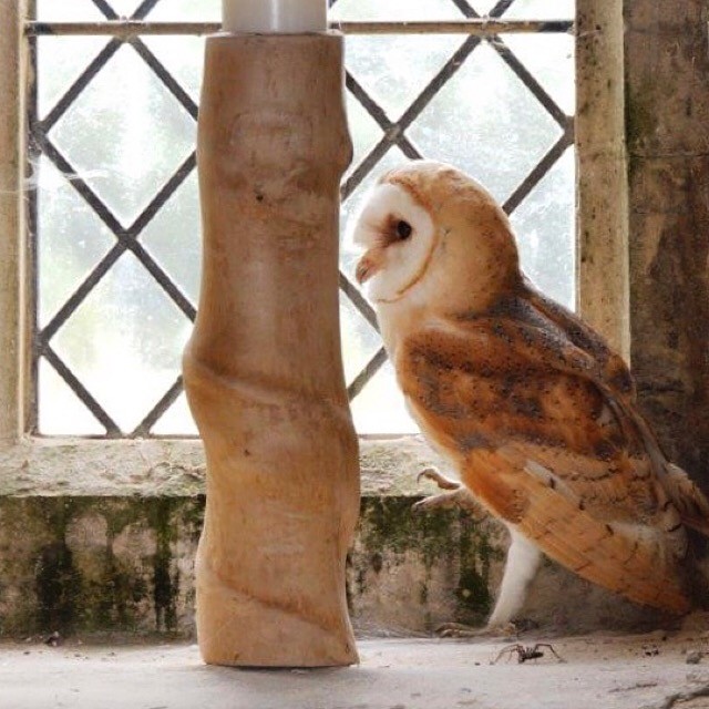 Owl in Sutterby church